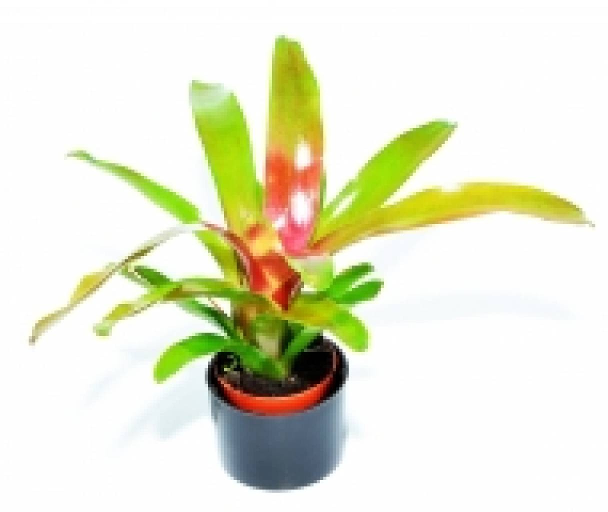 Neoregelia var. FIREBALL medium